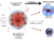 Schematic representation of the characterization of the atmosphere of the extremely young transiting exoplanet V1298 Tau b. V1298 Tau b is one of youngest (20 million years old) transitinng planet observed with the James Webb Space telescope. It revealed multiple molecules in its atmosphere as well as an extremely high luminosity for the planet. This planet is a proto-sub-Neptune undergoing atmospheric evolution which would transform this puffy young planet into a mature sub-Neptune. Credit: Jean-Michel Désert/ Saugata Barat/ Kamalika Chakraborty.